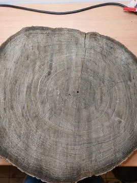 Gray tree slice Stock-Fotos