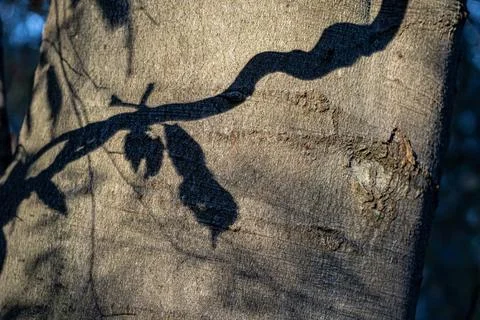 Gray tree trunk and black shadows of branches on it Stock Photos