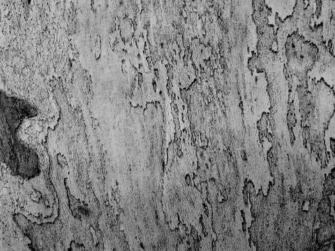 Gray tree trunk Stock Photos