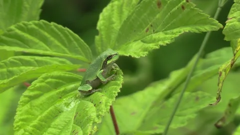 Gray Treefrog aka Tree Frog on Green Leaf Plant in Minnesota Summer Stock Footage 257137933