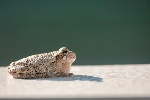 Gray treefrog catches sun on white surface Stock Photos