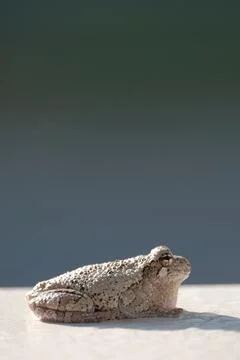 Gray treefrog catches sun on white surface Stock Photos
