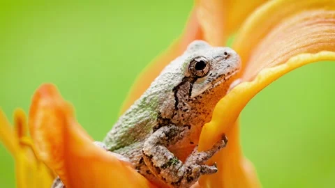 Gray Treefrog in a Flower Stock Footage 337077885