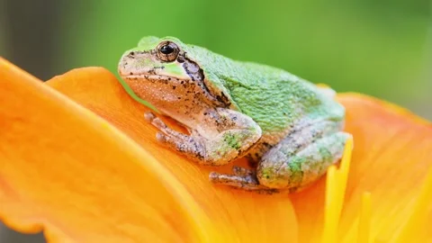 Gray Treefrog in a Flower Stock Footage 337078036