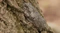 Gray Treefrog (Hyla versicolor) 1 HD Footage