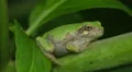 Gray Treefrog (Hyla versicolor) 10 HD Footage