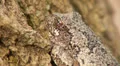 Gray Treefrog (Hyla versicolor) 2 HD Footage