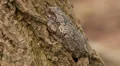Gray Treefrog (Hyla versicolor) 3 HD Footage