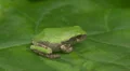 Gray Treefrog (Hyla versicolor) 4 HD Footage