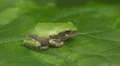 Gray Treefrog (Hyla versicolor) 5 HD Footage