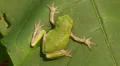 Gray Treefrog (Hyla versicolor) 6 HD Footage