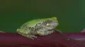 Gray Treefrog (Hyla versicolor) 7 HD Footage
