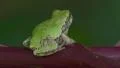Gray Treefrog (Hyla versicolor) 8 HD Footage