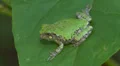 Gray Treefrog (Hyla versicolor) 9 HD Footage