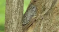 Gray Treefrog (Hyla versicolor) and Springtails 1 HD Footage