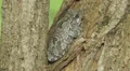 Gray Treefrog (Hyla versicolor) and Springtails 2 HD Footage