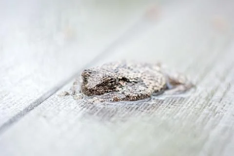 A Gray Treefrog lying flat on a deck outdoors in the rain Stock Photos