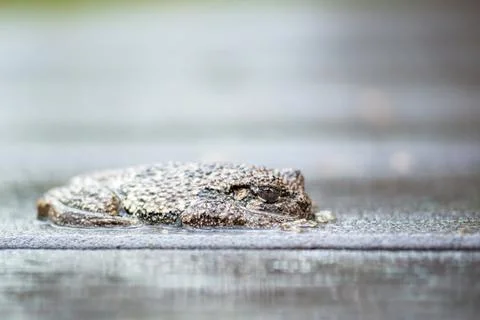 A Gray Treefrog lying flat on a deck outdoors in the rain Stock Photos