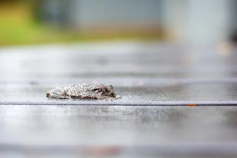 A Gray Treefrog lying flat on a deck outdoors in the rain Stock Photos