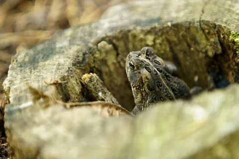 Gray Treefrog in a Rotted Tree Stump Closeup Side View Stock Photos