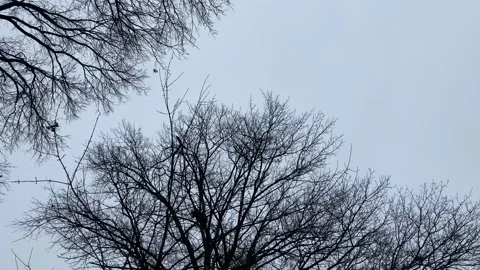 Gray Trees in Winter Stock Footage 146038901