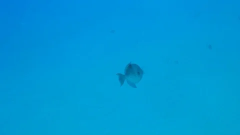 Gray Trigger Fish and Plane Wreck Stock Footage 124195971