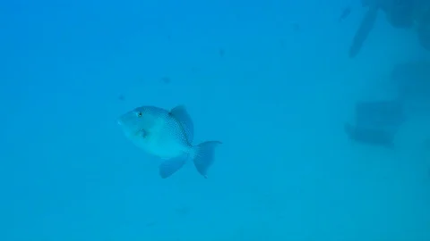 Gray Trigger Fish Checks Out The Camera Stock Footage 124195943