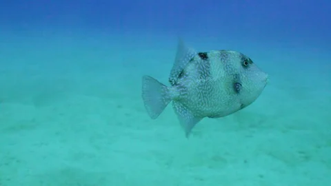 Gray Trigger Fish Close Up Stock Footage 124006121