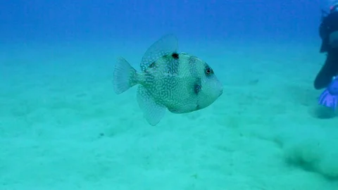 Gray Trigger Fish Stock Footage 124005072