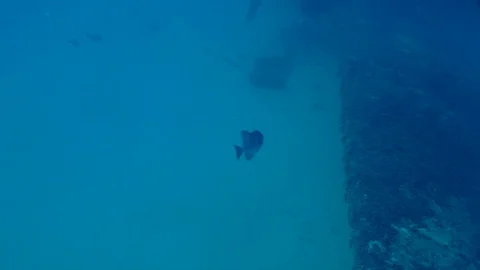 Gray Trigger Fish Stock Footage 124196239