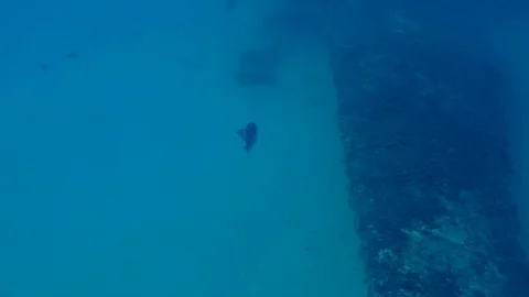 Gray Trigger Fish Goes Down Deeper Stock Footage 124196189