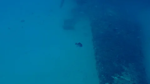 Gray Trigger Fish Next to Plane Wreck Underwater Stock Footage 124196169