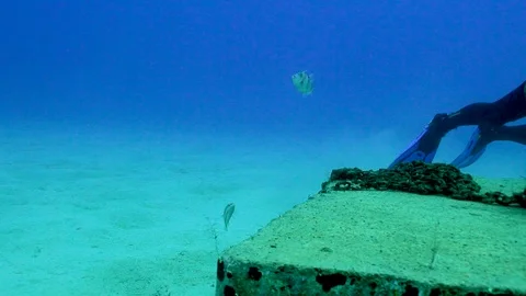 Gray Trigger Fish Next to Scuba Diver Stock Footage 124004879