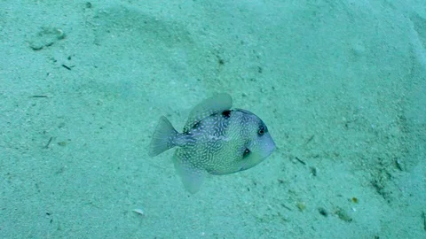 Gray Trigger Fish Plane Wreck Stock Footage 124004924