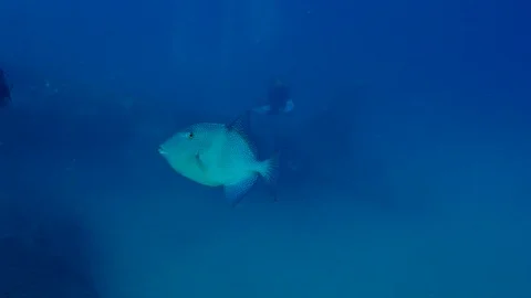 Gray Trigger Fish Plane Wreck Stock Footage 124196279