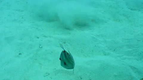 Gray Trigger Fish on the Sandy Sea Floor Stock Footage 124005045