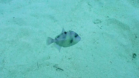 Gray Trigger Fish Underwater Stock Footage 124004982