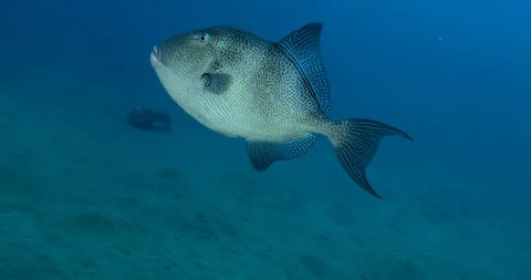 Gray Triggerfish Gently Swimming In The Blue Ocean Stock Footage 101123299