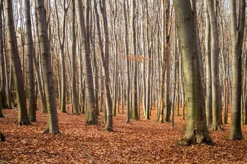 The gray trunks of beech trees in contrast to the red fallen leaves Stock Photos
