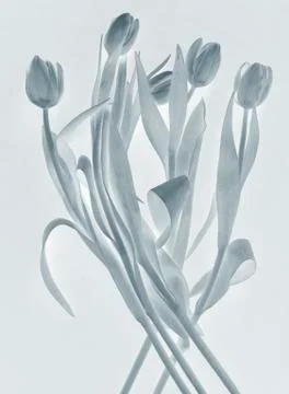 Gray tulips Stock Photos