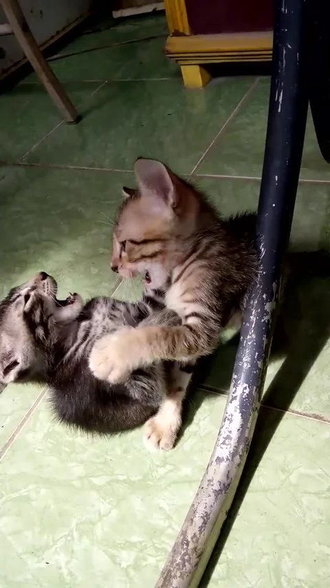 Gray Vs Black Stock-Footage 171508835