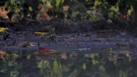Gray wagtail (ballerina gialla) on the banks of the pond - Italian nature Video stock 166689853
