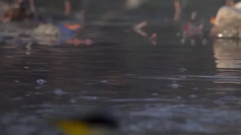 Gray wagtail (ballerina gialla) looks for food on the pond waters-Italian nature Video stock 166689953