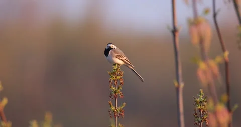 Gray Wagtail is basking in the sun, 4K slow motion Stock Footage 168821518