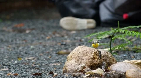 Gray wagtail bird on the rock Stock Footage 49673581