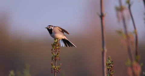 Gray Wagtail defecates and flies away, 4K slomo Stock Footage 168822626