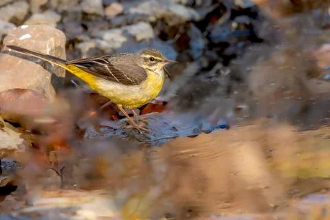Gray Wagtail in the forest Stock Photos