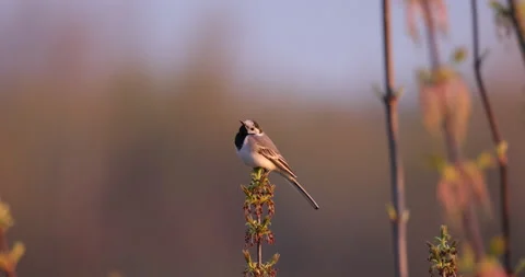 Gray Wagtail is looking, close-up, 4K slomo Stock Footage 168821533