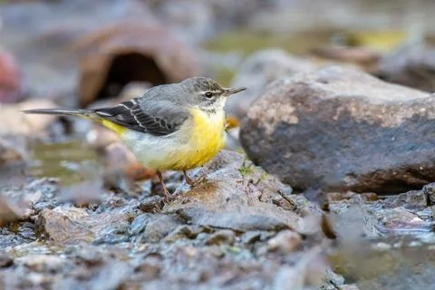 Gray Wagtail Stock Photos