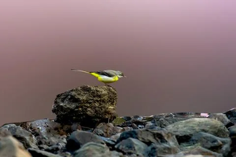Gray Wagtail Stock Photos